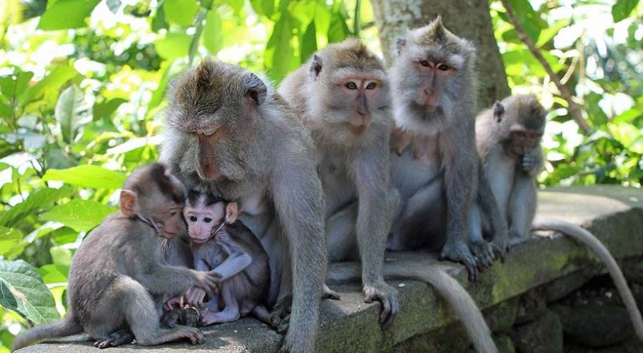 Monkey Forest Sanctuary of Ubud Monkey Forest Sanctuary of Ubud